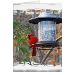 Cardinal masculin