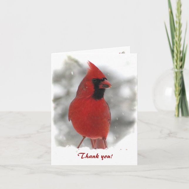 Cardinal Merci (Devant)