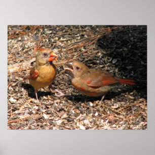 Cardinal Mom & Baby Poster