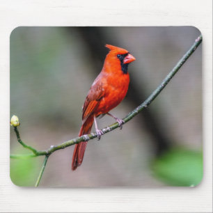 Cardinal Mousepad