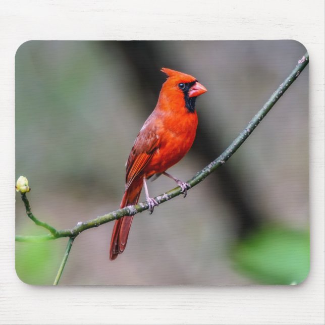 Cardinal Mousepad (Front)