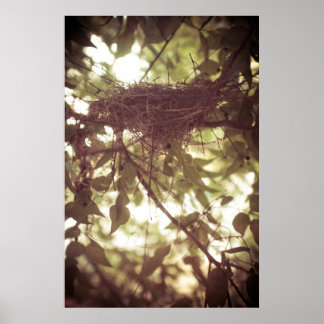 Cardinal Nest Poster