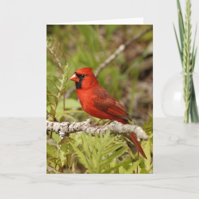 Cardinal Note Card (Front)