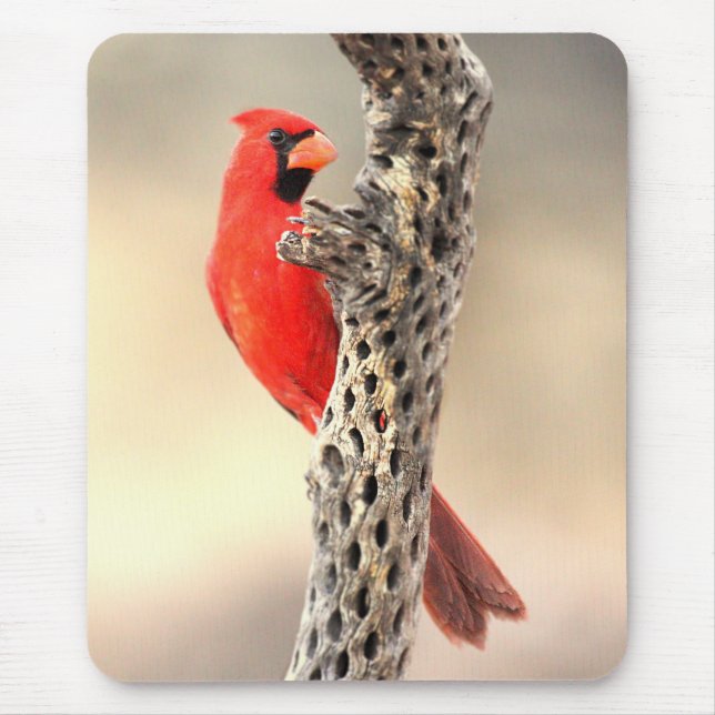 Cardinal on a Cholla Mouse Pad (Front)