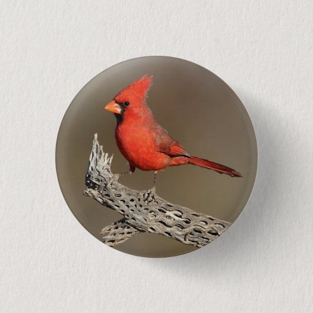 Cardinal on a cholla rib  1 inch round button (Front)