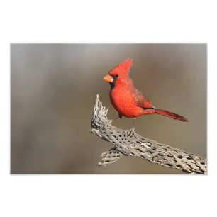 Cardinal on a cholla rib photo print