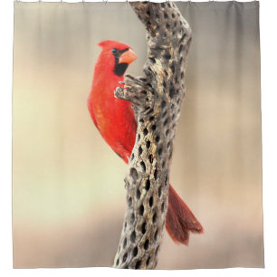 Cardinal on Cholla