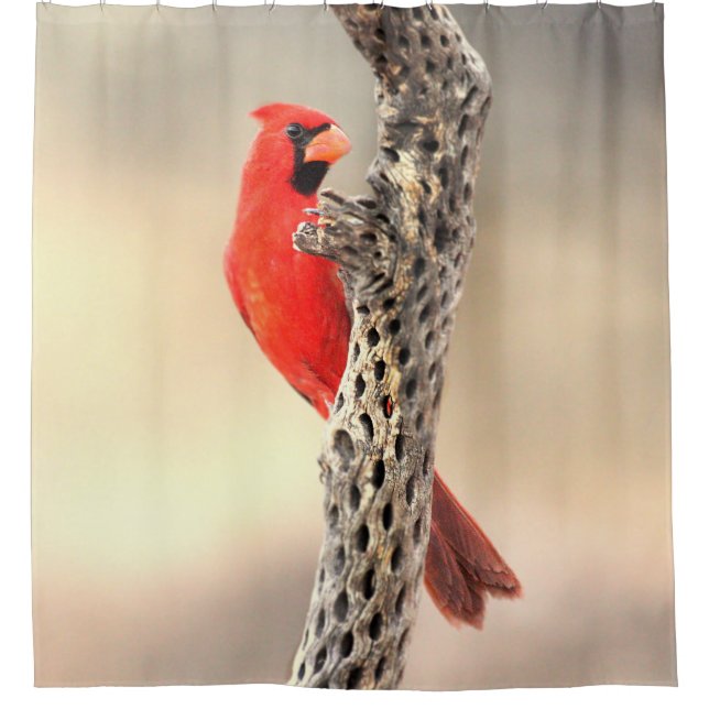 Cardinal on Cholla (Front)