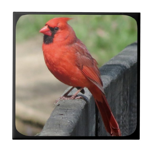 CARDINAL ON FENCE-2 TILE (Front)