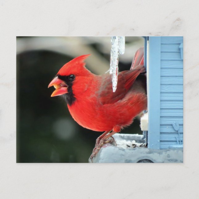 Cardinal on Ice - Bird Postcard (Front)