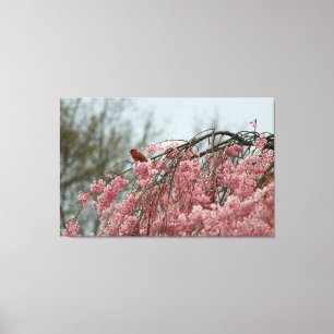 Cardinal on Top of a Weeping Cherry Tree Canvas Print