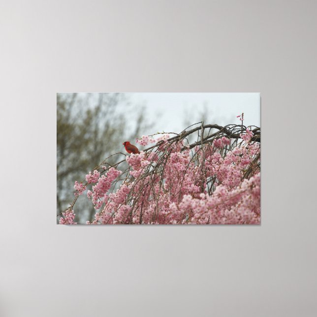 Cardinal on Top of a Weeping Cherry Tree Canvas Print (Front)