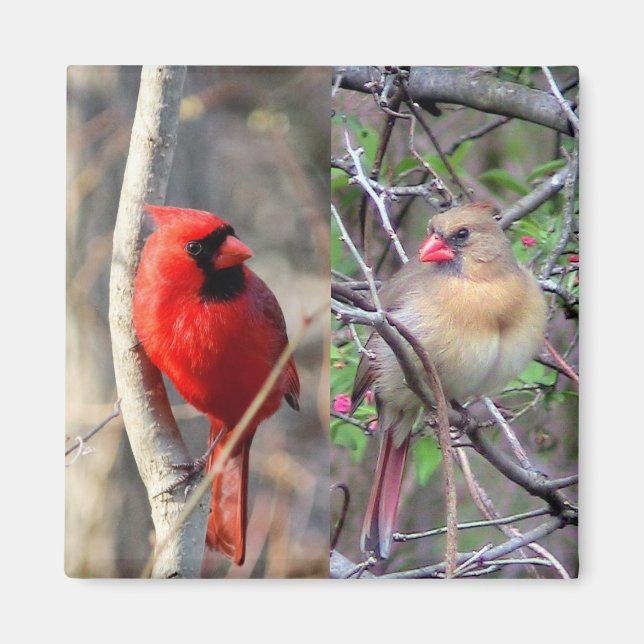  Cardinal Pair  Magnet (Front)