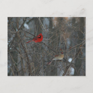 Cardinal Pair Postcard