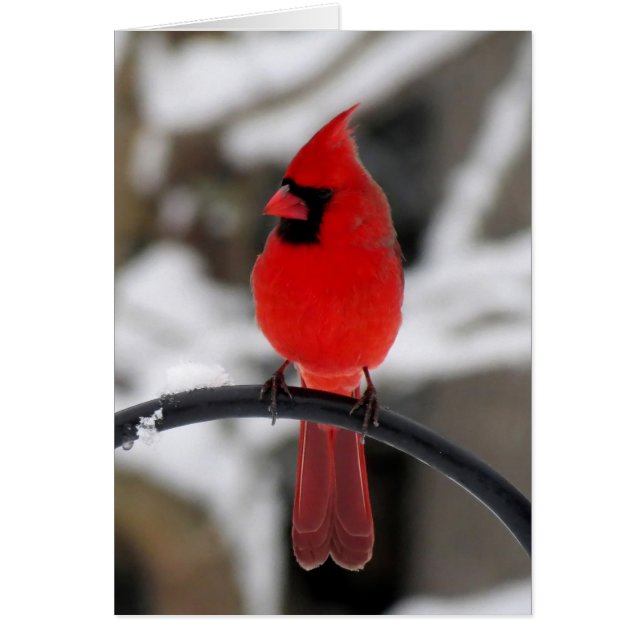 Cardinal Perching (Front)