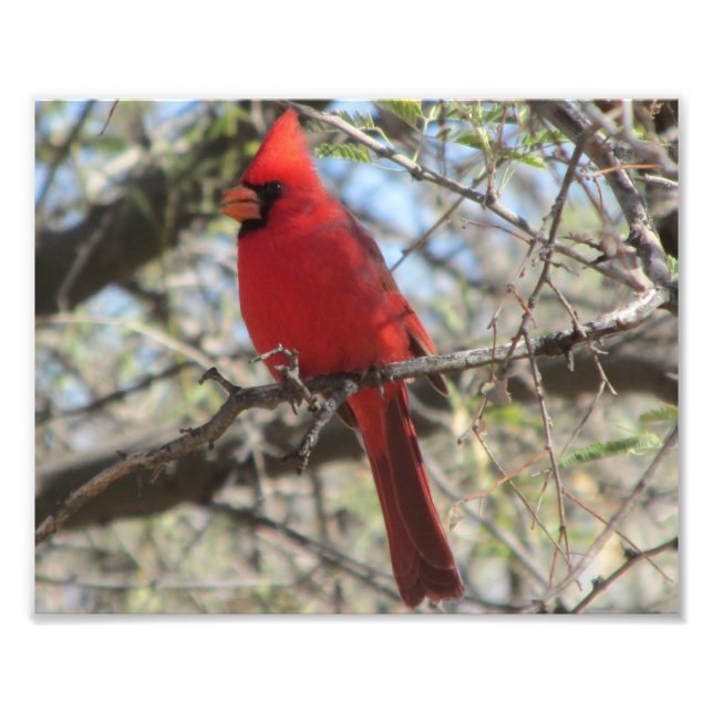 Cardinal Photo Print (Front)