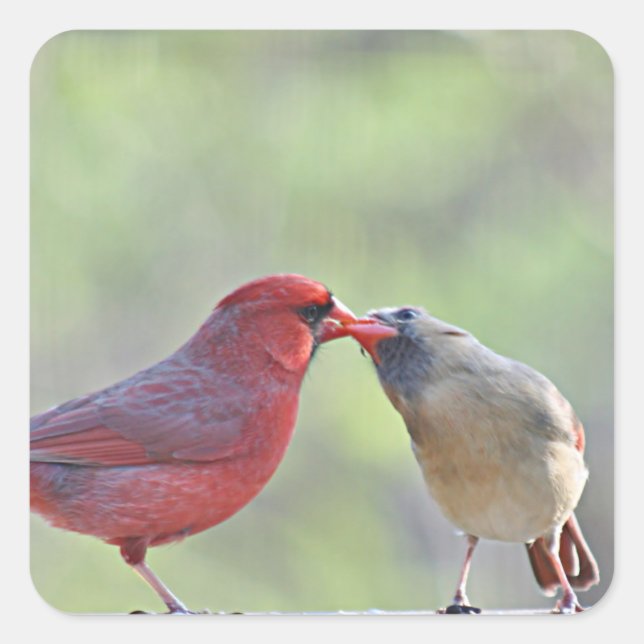 Cardinal photo square sticker (Front)