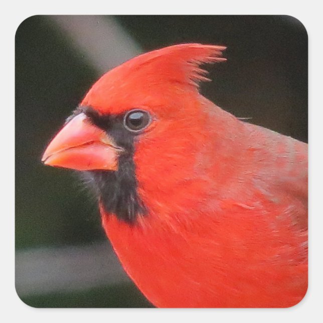 Cardinal Portrait - Bird Square Sticker (Front)
