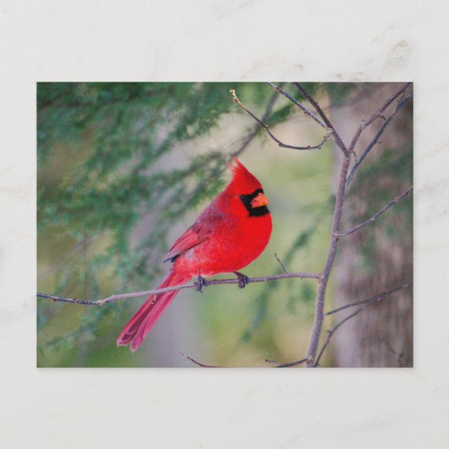 Cardinal Pose Postcard (Front)