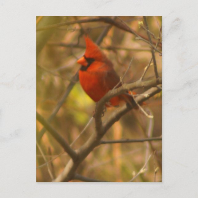 Cardinal Post Card (Front)