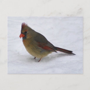 Cardinal Postcard