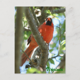 Cardinal Postcard                           ...