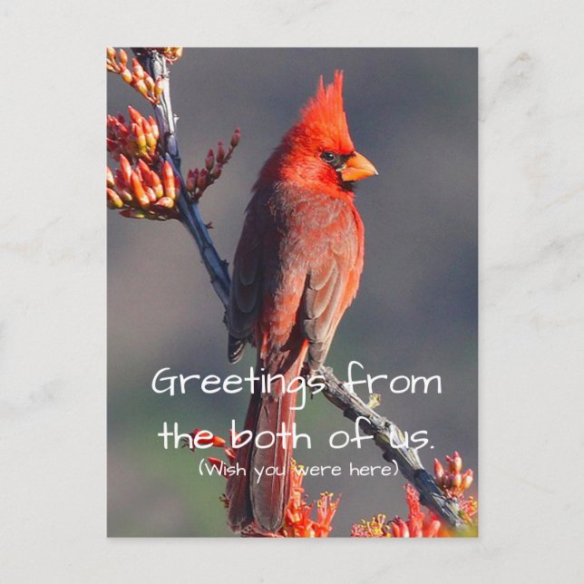 Cardinal Postcard (Front)