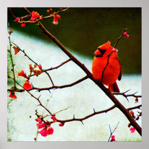Cardinal Poster