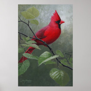 Cardinal Poster