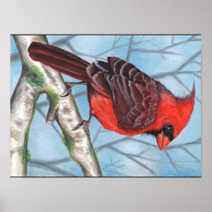 cardinal poster