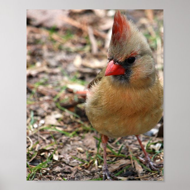 Cardinal  poster (Front)