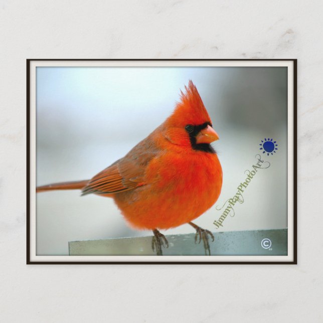 Cardinal Red Bird Postcard (Front)