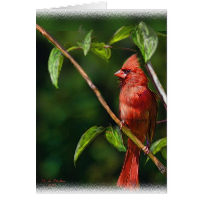 Cardinal rouge (Devant)