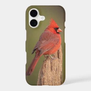 Cardinal rouge