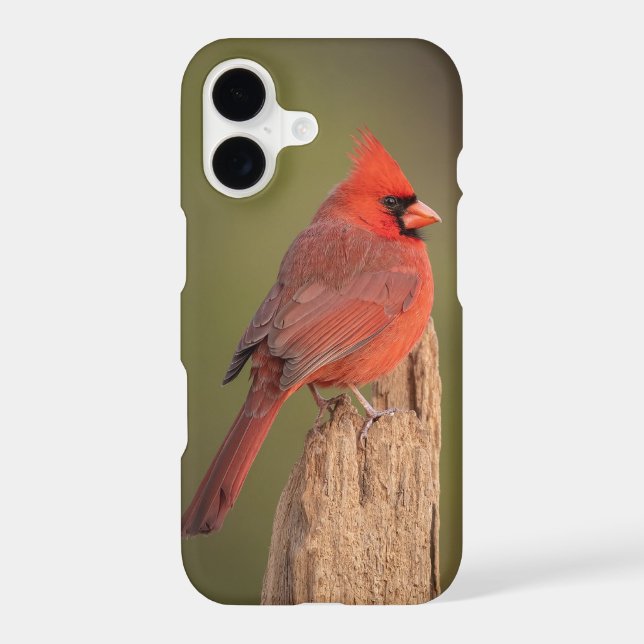 Cardinal rouge  (Verso)