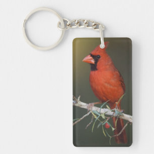 Cardinal rouge, Cardinalis cardinalis, mâle