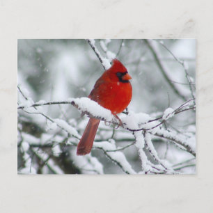 Cardinal rouge sur la carte postale de neige