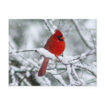 Cardinal rouge sur la carte postale de neige