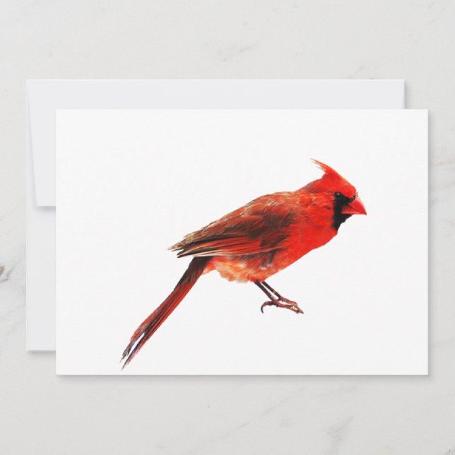 Cardinal(s) (Front)