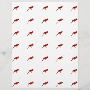 Cardinal(s) Flyer