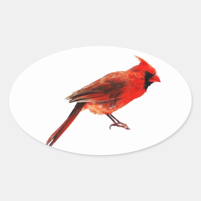 Cardinal(s) Oval Sticker (Front)