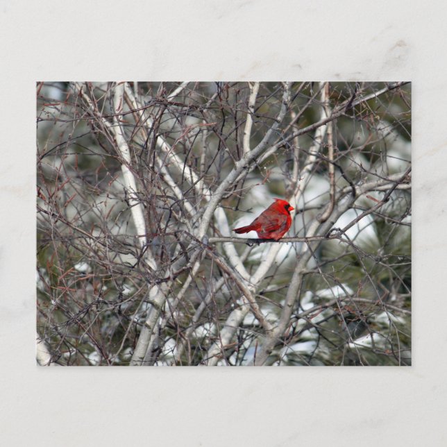 Cardinal Snow Birch Tree Photo Postcard (Front)