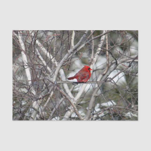 Cardinal Snow Birch Tree Photo Tissue Paper (Front)