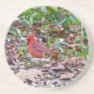Cardinal Songbird Coaster