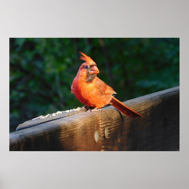 Cardinal Spotlight Poster (Front)