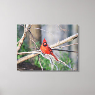 Cardinal Spring Woods Canvas Print