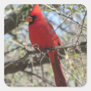 Cardinal Square Sticker