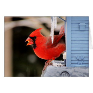 Cardinal sur la glace - oiseau