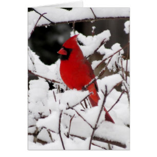 Cardinal sur la neige fraîche