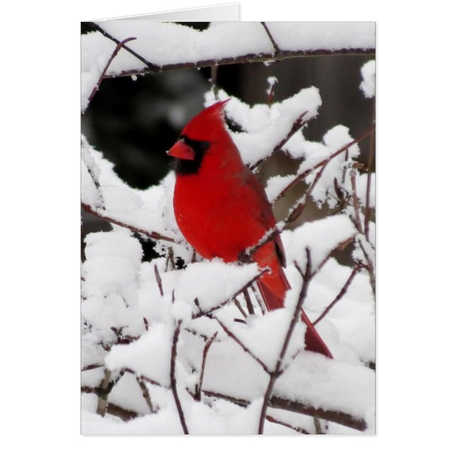 Cardinal sur la neige fraîche (Devant)